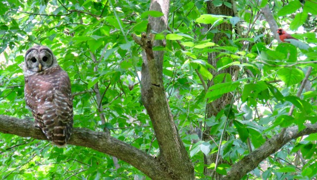 Barred Owl on the left, Cardinal on the right