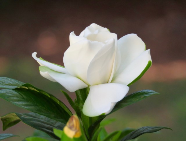 If you're going to pant, it's good to do it with your nose in a gardenia. 
