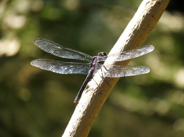 All dragonflies are elegant and graceful