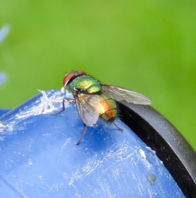 It's hard to like flies. But this is an attractive animal. 