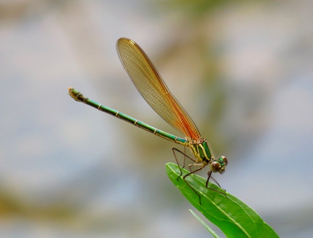 I know not everyone loves insects. But it's difficult to see this as anything other than lovely. 