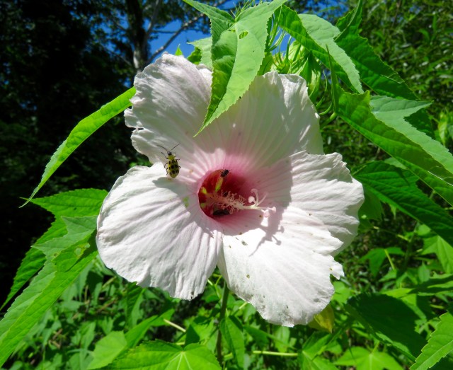 I think this is a Marsh mallow. There is just so much activity there. 