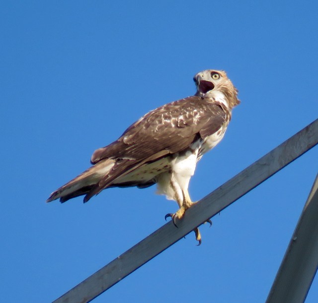 I believe this is a young Red-tail, crying for food. I'm not positive, but I think so. It fits with the data. 