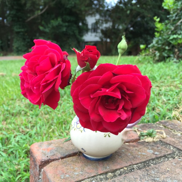 Beautiful roses from our yard