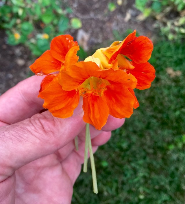 Delicious & colorful pre-birthday dinner garnish from our yard. Thanks Evie! 