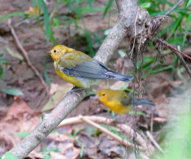Summer Prothonotary Warblers at Pony Pasture