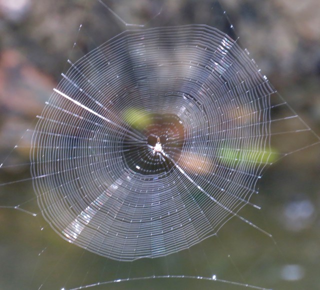 Look at that precision. How do they even do that? How did evolution select for that? 