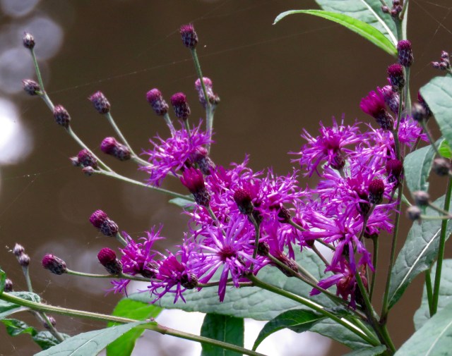 Lots of color in this post - very cheerful and fun! 