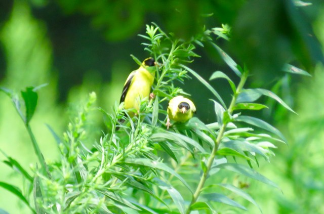 Two goldfinches in bright contrast with the green leaves