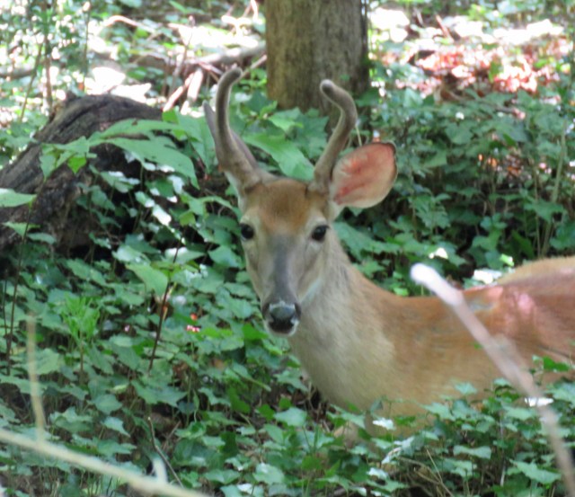 I saw two bucks at Pony Pasture today! Only got a photograph of one though. 