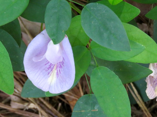 Isn't that an attractive flower? Very modest and demure. And graceful. 