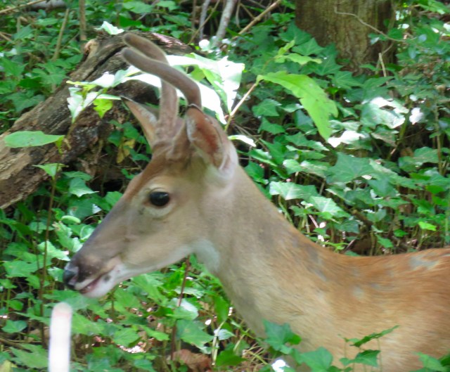 Possibly a younger sibling. 