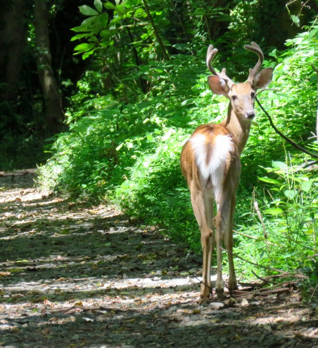 Handsome young six point whitetail buck in Pony Pasture