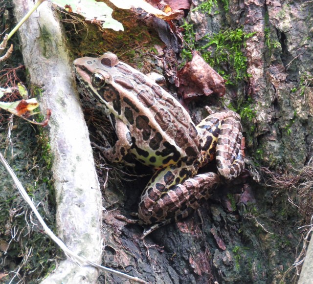 Southern Leopard Frog