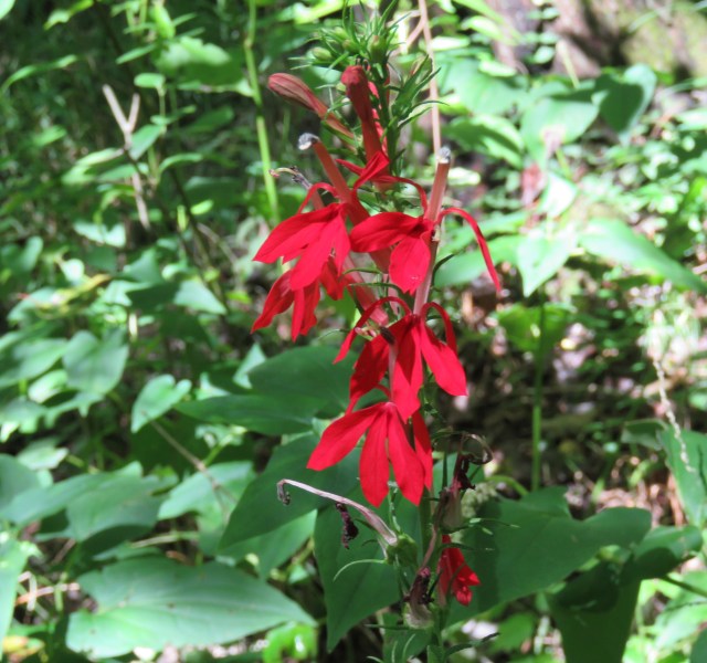 Cardinal flower in a swampy spot at Pony Pasture