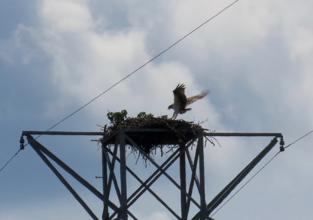 Coming in for a landing