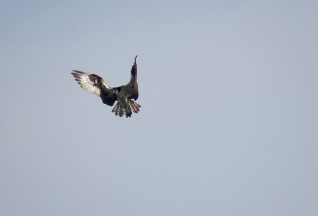 Osprey "stooping" or beginning its plunge toward the water for fish: 