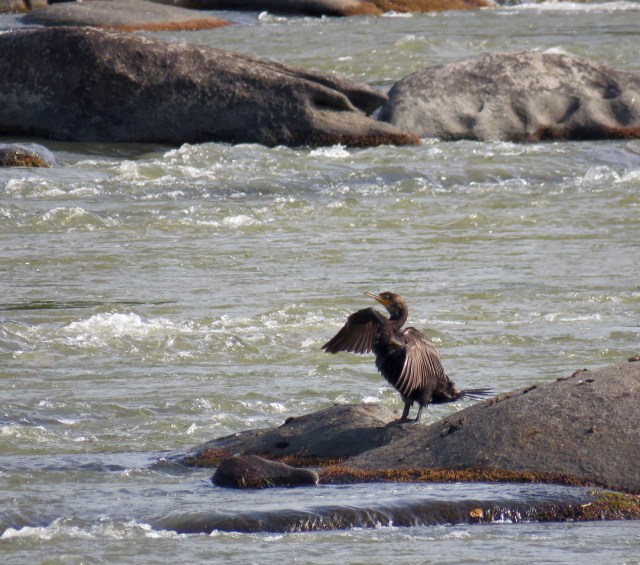 Cormorant stoop. Not really, but they both folded their wings simultaneously: 