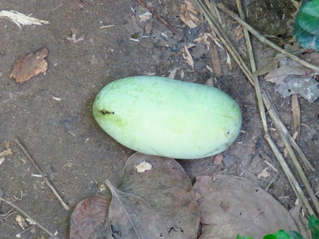 I was stooping above this pawpaw just before eating it