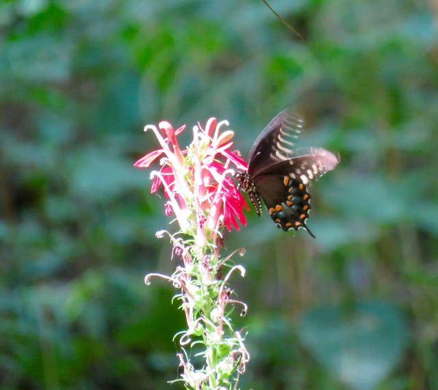 Not my best work, but that's a pretty late-summer image