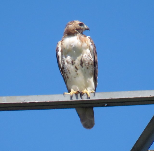 Young Red-tail against a bright blue sky. 