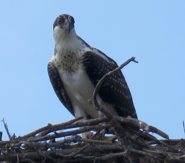 Stony Point osprey. 