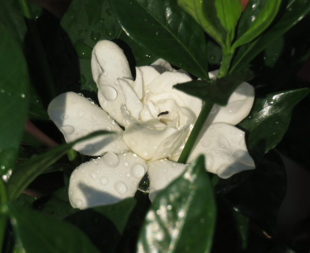 A gardenia in our yard in September! Thanks Evie! 