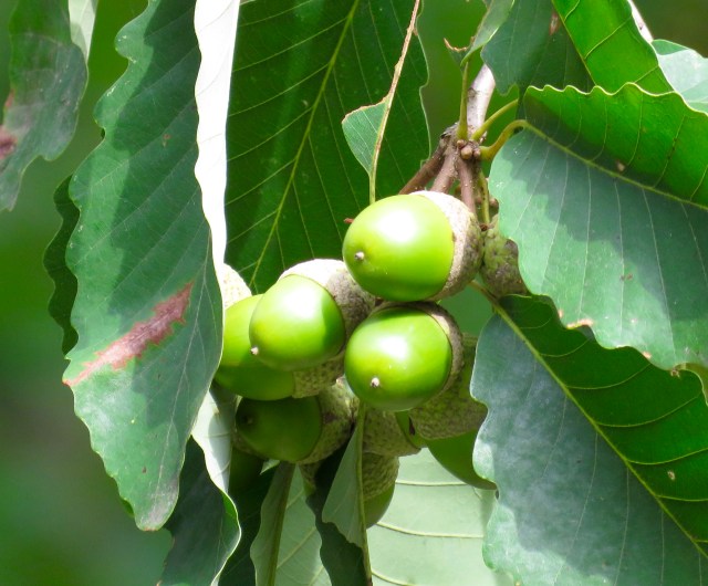 Unripe chestnut oak acorns