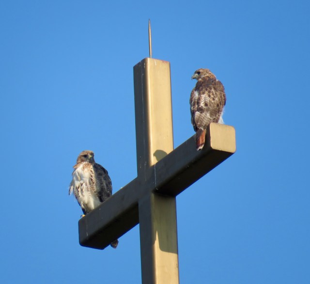 Ev's response: "Holy Hawks!" 