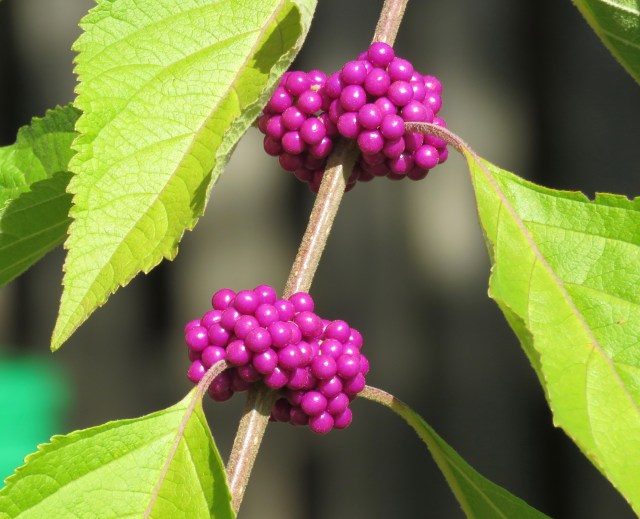 American beautyberry (Callicarpa americana) 