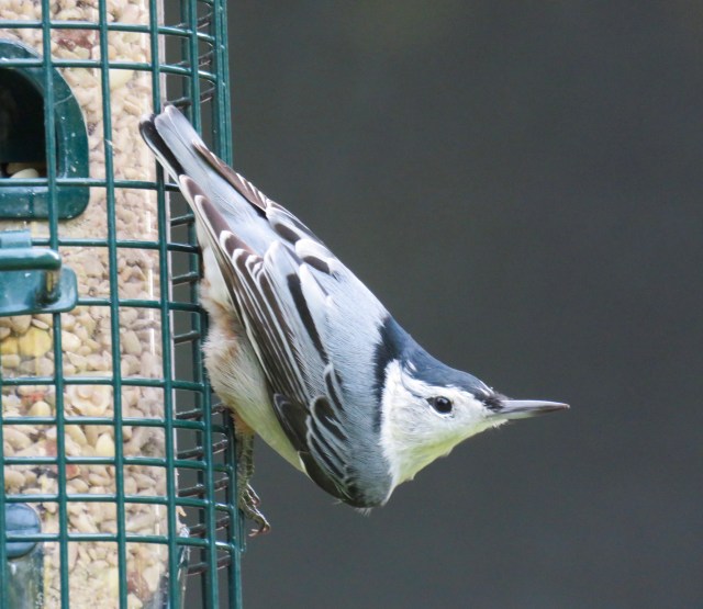 Nuthatch - so cute. Like a little tuxedo. 