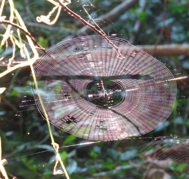 Center of attraction: 