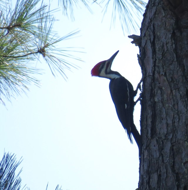 Pileated woodpecker without setting foot off my front porch!!