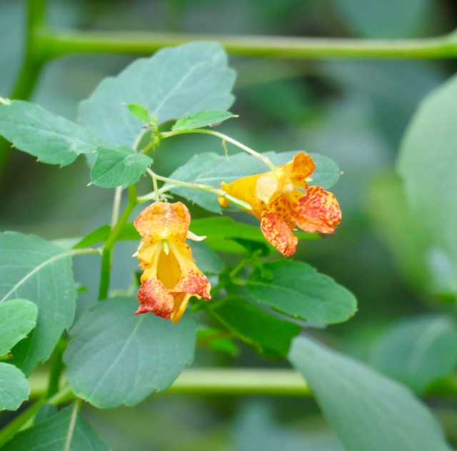 The glow of an orange jewelweed contrasts warmly with the new purple flower