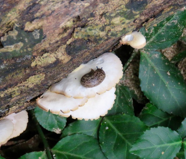 Slug curled up taking a cozy nap