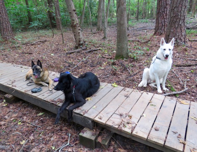 Relaxing in the woods