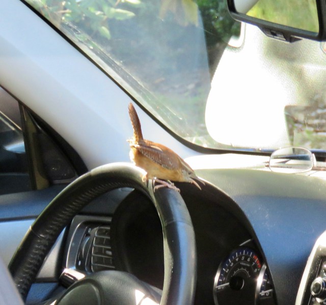 I walked out to my car this week and found this Carolina Wren ready to drive: 