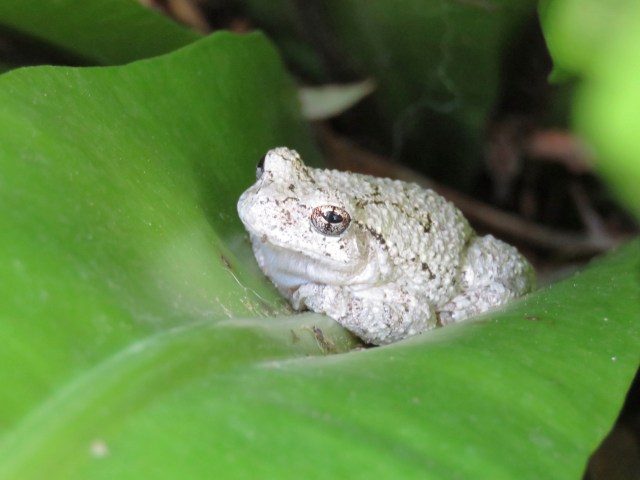 Cope's gray treefrog 