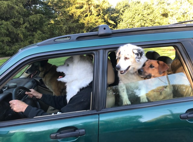 These dogs really know how to enjoy themselves