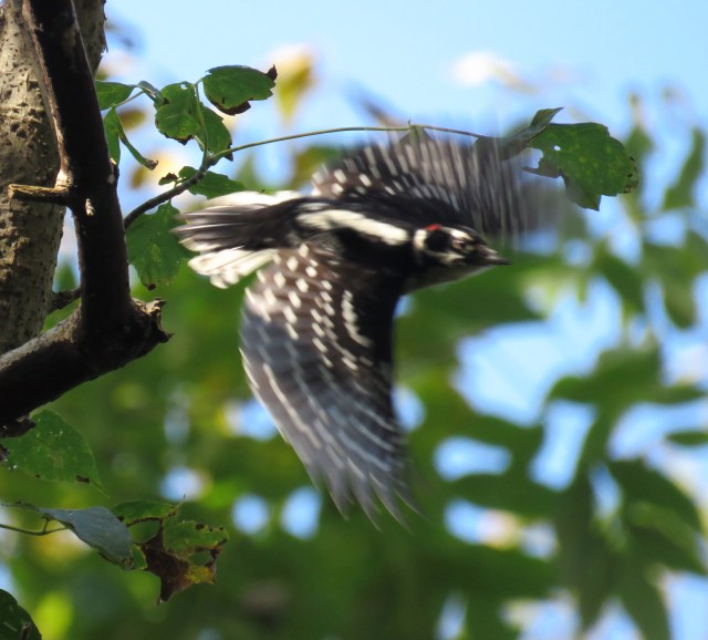 Not perfect, but a fun action shot