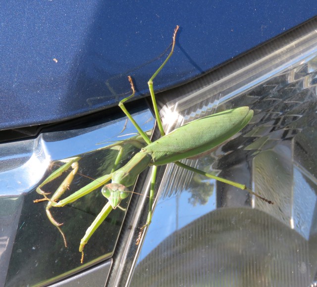 Praying mantis on the hood then in the 'hood