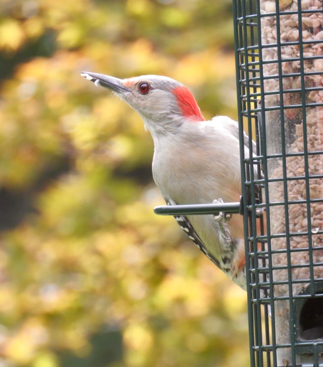 Red-bellied woodpecker on the feeder outside my window! 