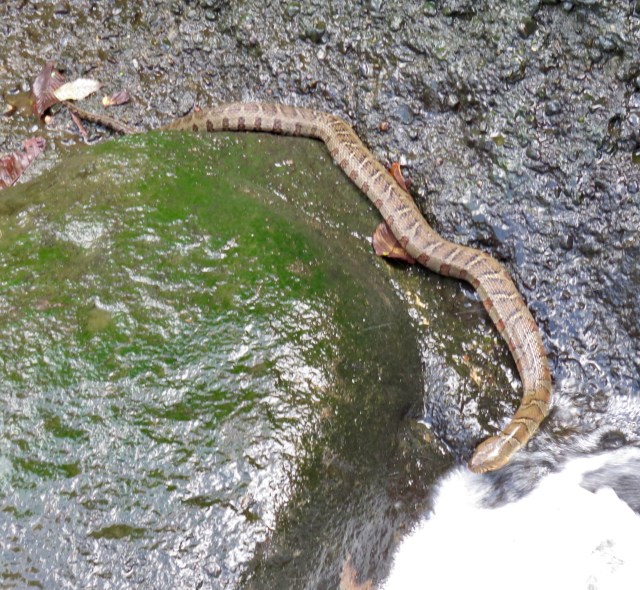 October Water Snake at Bryan Park
