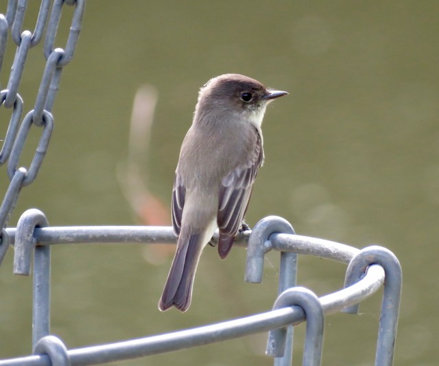 Eastern Phoebe on a frisbee golf basket