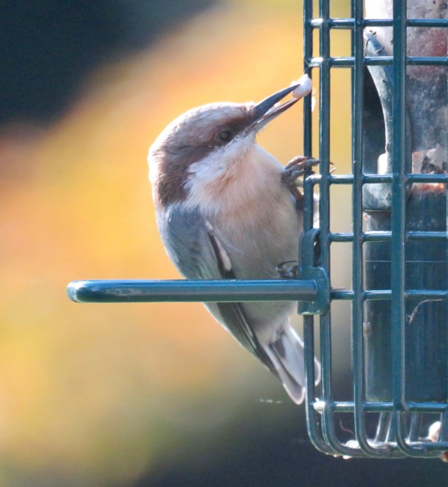 Brown-headed nuthatch - a lifetime first for me! 