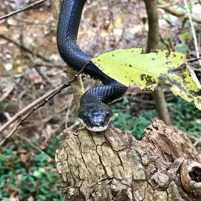 This is my favorite: 