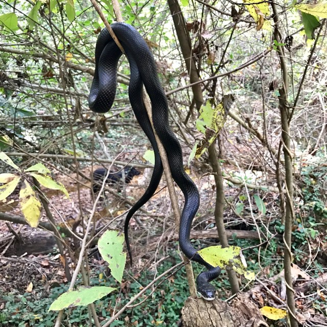 Graceful snake dangling in the cool October afternoon: 