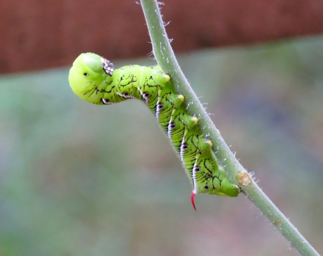 Same color as a bicycle shirt! 