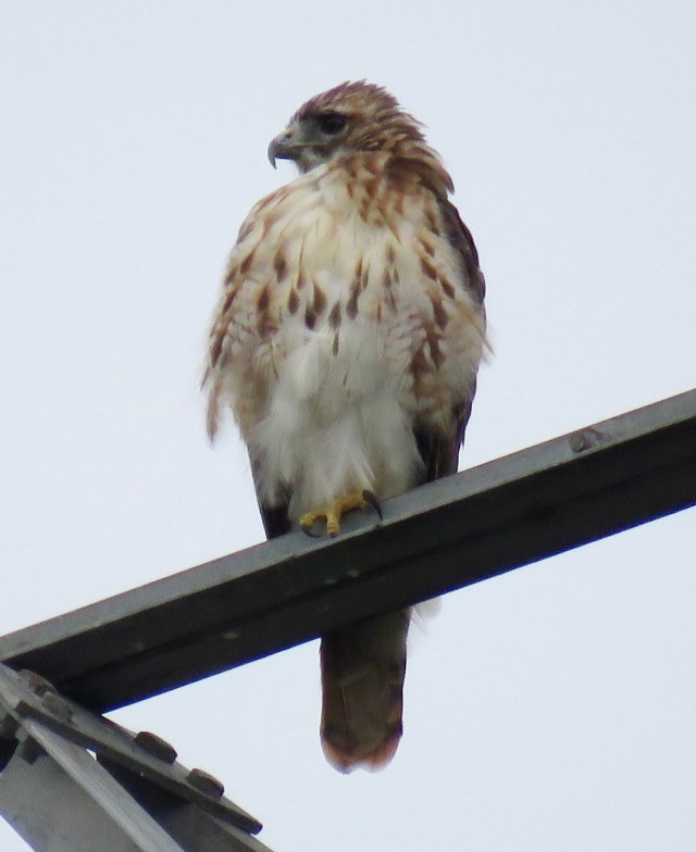 A slightly damp male Red-tailed hawk watches for lunch: 