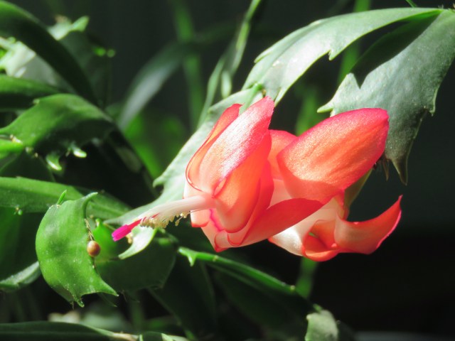 Christmas cactus blooming in our kitchen